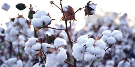 non-organic cotton farming