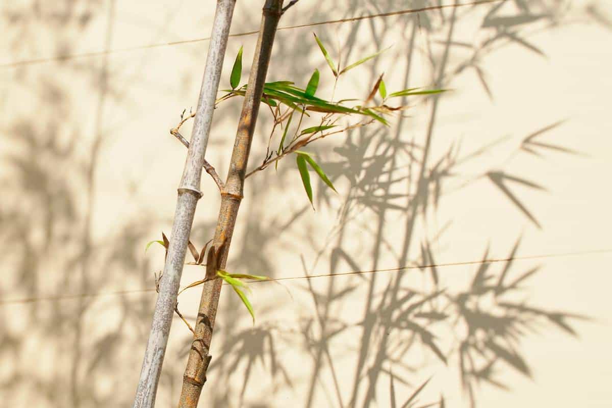 is bamboo fabric sustainable?