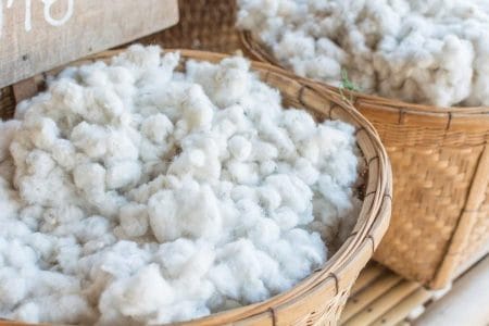 Organic cotton harvest