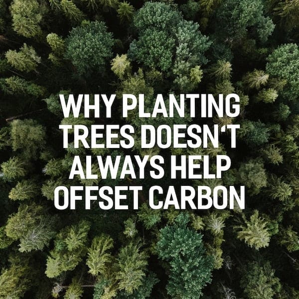 Why planting trees doesn’t always help offset carbon