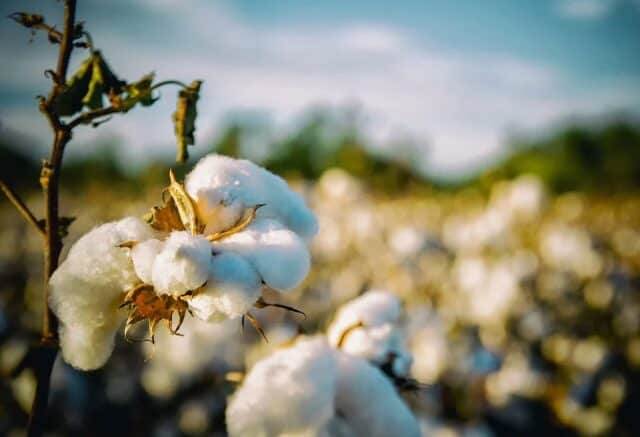 vegan fabric cotton