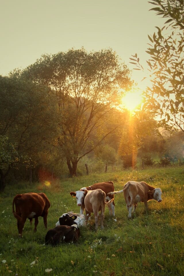 regenerative-leather-cattle-farming