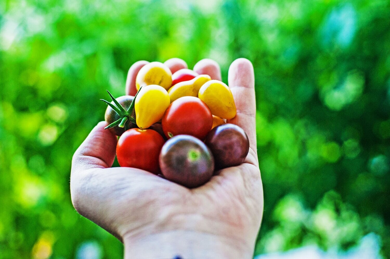 cut-food-waste-and-start-a-garden