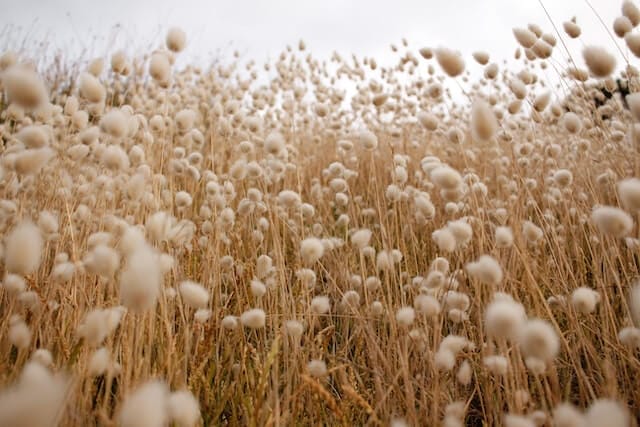 Cotton field, image by Amber Martin from Unsplash