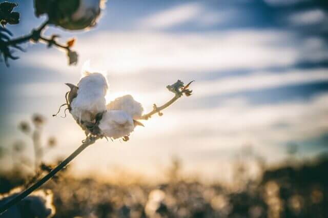 Cotton plant by Bobby Crim from Pixabay
