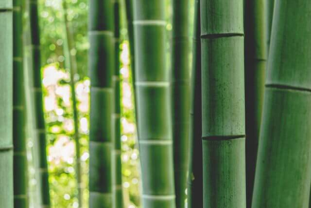 what is bamboo fabric? The stalk of the bamboo plant