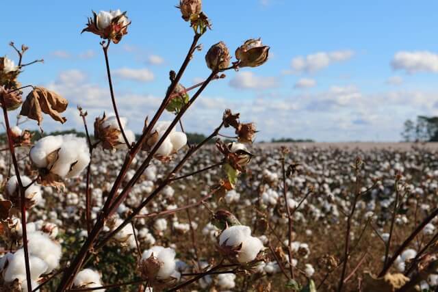 cotton in a field