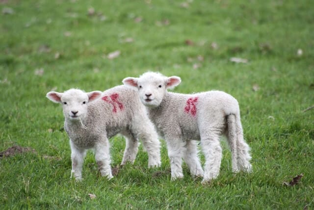 2 baby lambs. Is Fashion Nova Vegan and Cruelty-Free?