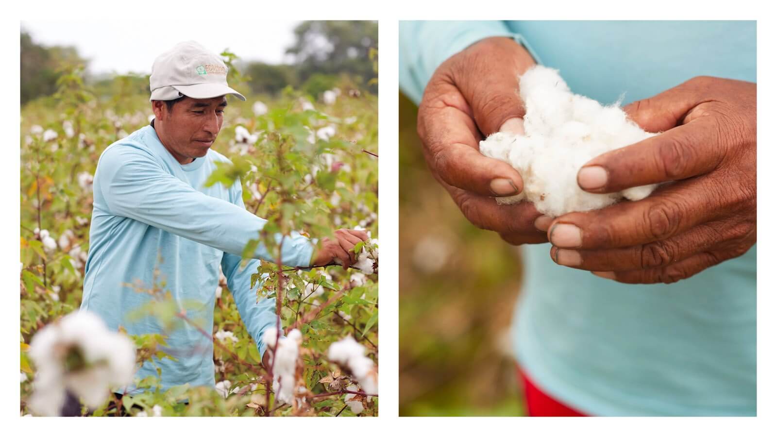 cotton farmer