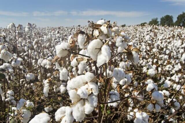 A close-up of a blooming cotton field.