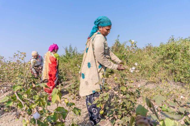 Three female cotton field pickers.