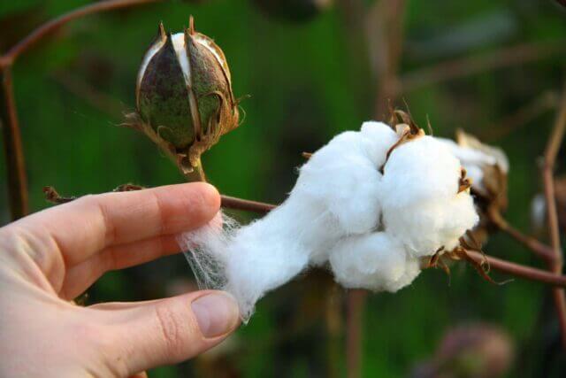 inspecting cotton in a field