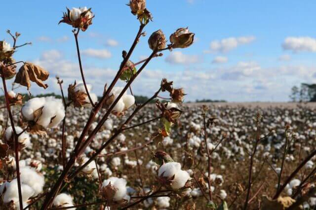 Close up of a cotton plant on a cotton farm 