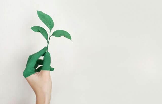Person's left hand holding a green leaf plant