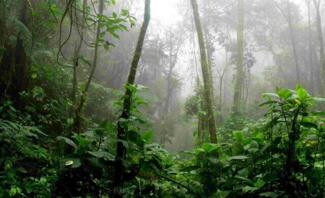 Photo of a forest_lets protect nature