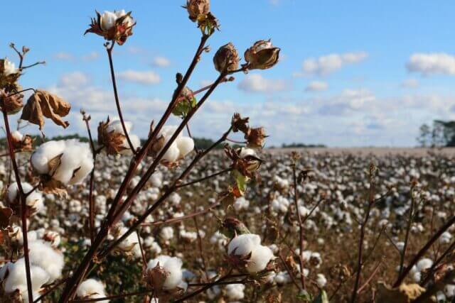 Close up of a cotton plant in a field of cotton plants.
